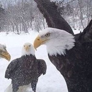 Meet your Posher, Paul